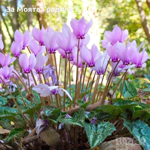 Горска Циклама , снимка 5 - Разсади - 53623551