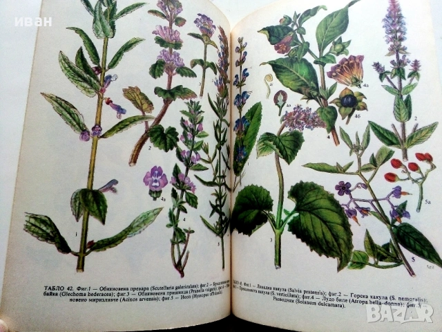 Разпознаване и събиране на билки - Борис Китанов - 1987г., снимка 3 - Енциклопедии, справочници - 53281460
