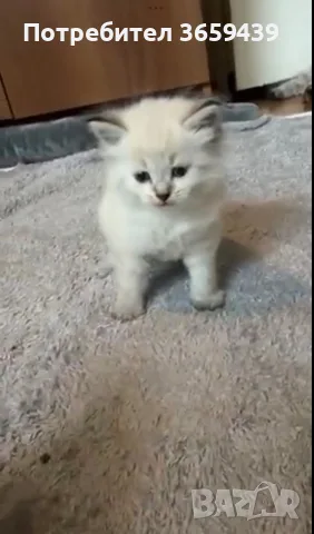 Невска маскарадна котка 