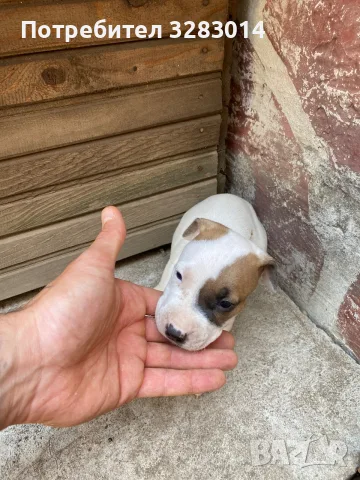 Питбул. Pitbull, снимка 2 - Питбул - 55890966