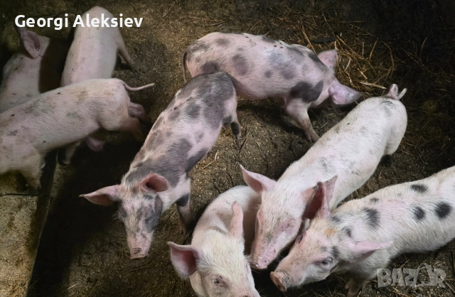 Малки прасенца, снимка 2 - Прасета - 52420544