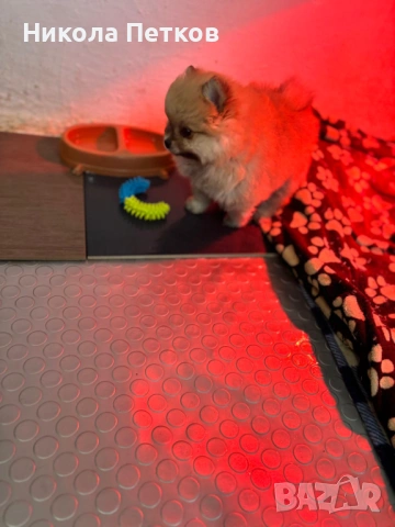 Померан , снимка 5 - Померан - 53155897