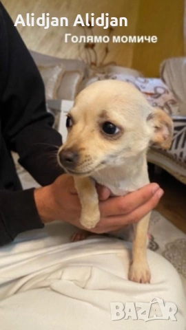 Продават се Чихуахуа и Пинчери