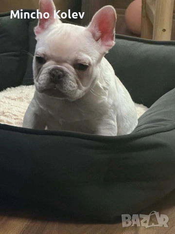 френски булдог Блу тен платинум 