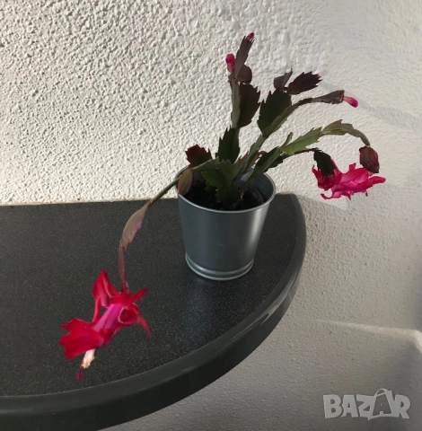 Коледниче в метална кашпа, снимка 2 - Стайни растения - 52731651