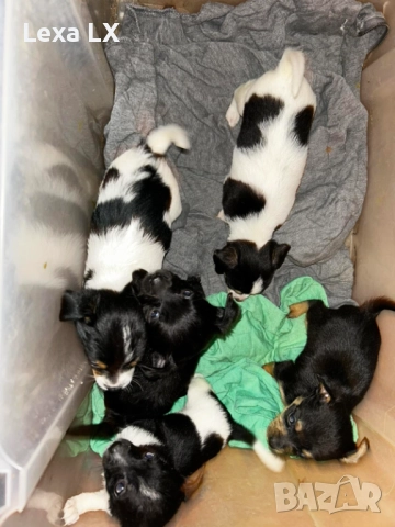 кученца кръстоста мини пинчер/чихуахуа, снимка 6 - Пинчер - 52586271