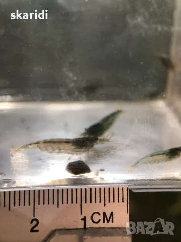 Аманови скариди собствено производство, снимка 9 - Рибки - 39301806