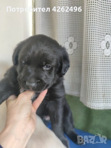 чистокръвни лабрадор ретривър, снимка 7 - Лабрадор ретривър - 53745338