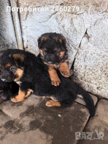 Елитни кучета от елитни родители , снимка 2 - Немска овчарка - 52580499