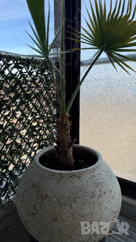 Кашпи с палми