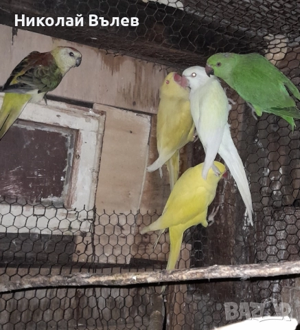 Малки александри , снимка 7 - Папагали - 51923458
