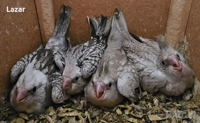 Продавам малки корелки, снимка 2 - Папагали - 53781890