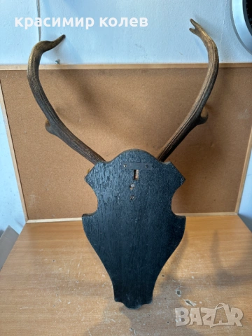 ловен трофей рога от Благороден елен, снимка 8 - Антикварни и старинни предмети - 53802921