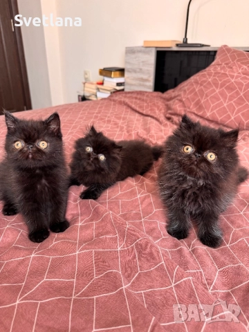 Персийси котенца, снимка 4 - Персийска - 51707567