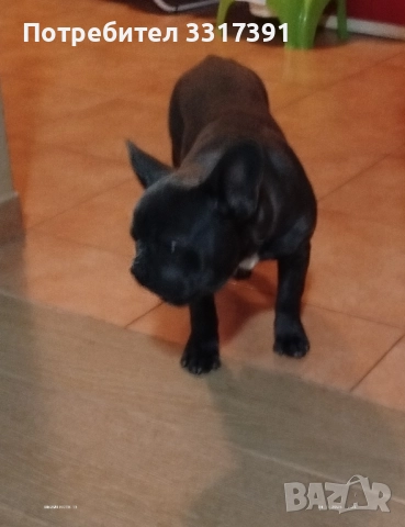 френски булдог момче и момиче, снимка 3 - Френски булдог - 52182909