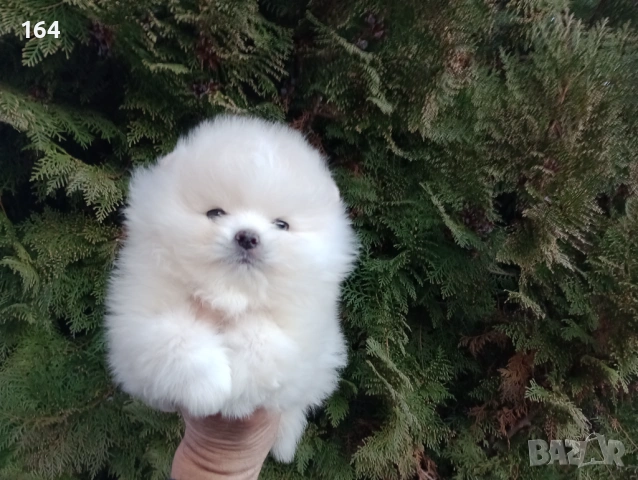 Померан. Мъжко мини Померанче. Реални снимки от 12.01.26 г. 