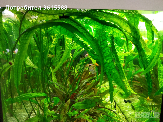 Продавам аквариумни растения , снимка 3 - Други - 44796957