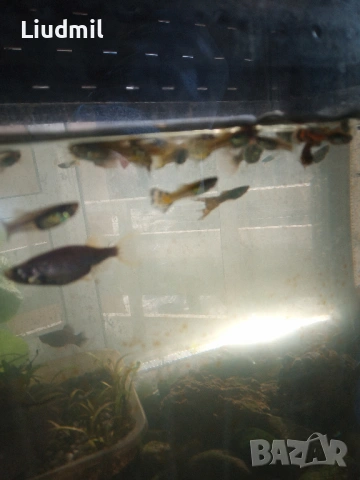 Рибки гупи, снимка 5 - Рибки - 53639842