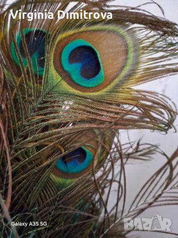 Паунови пера , снимка 1