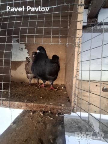 Продавам модени, снимка 3 - Гълъби - 53667265