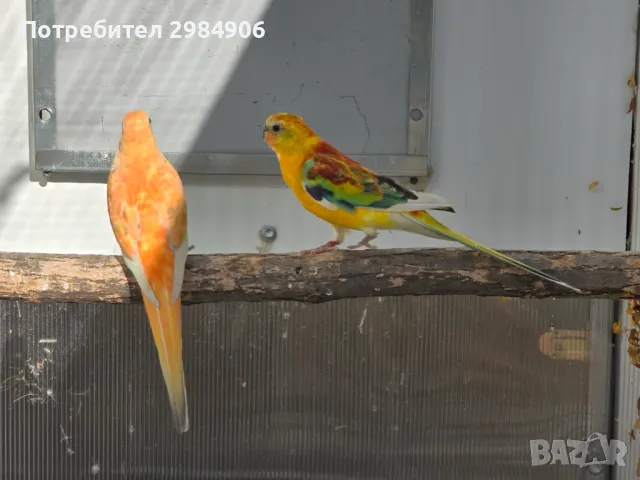 пойни папагал ПРОМО, снимка 6 - Папагали - 41350602