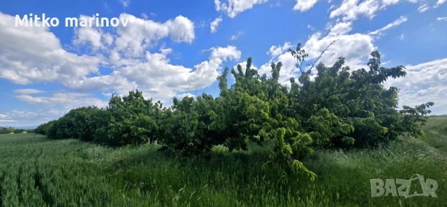 Продава се , снимка 2 - Земеделска земя - 52515931
