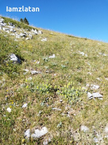 Мурсалски чай от планината Славянка , снимка 2 - Градински цветя и растения - 41697647