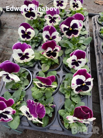 Теменужки с едри цветове, снимка 4 - Градински цветя и растения - 53468468