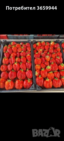 🌱 Качествен Разсад Ягоди и Малини – Директно от Производител!