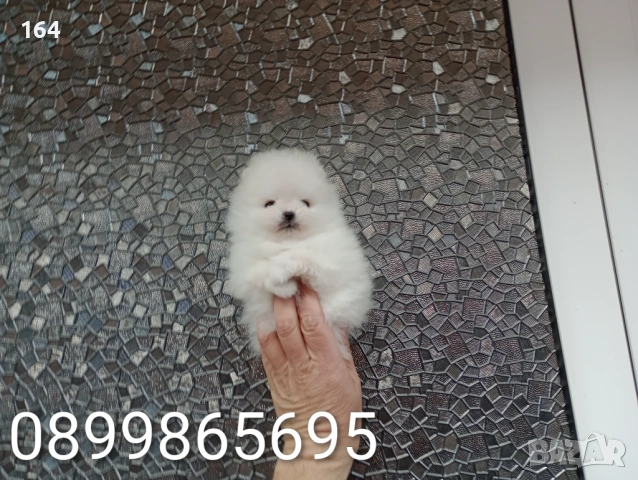 Бели миниатюрни минита. Померани. Реални снимки от 02.03.26 г. , снимка 6 - Померан - 53681333