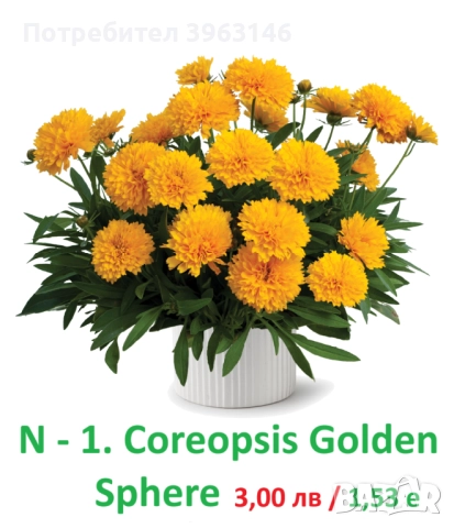 ГРАДИНСКИ Многогодишни Цветя..., снимка 2 - Градински цветя и растения - 51078747