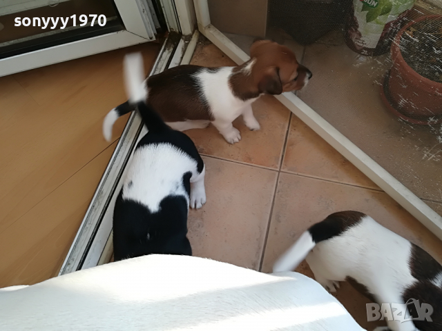 джакове-експерти по синхронно мятане с опашки 2903221730, снимка 4 - Джак ръсел териер - 36272600