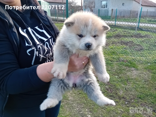 Акита ину, снимка 6 - Акита ину - 52964150