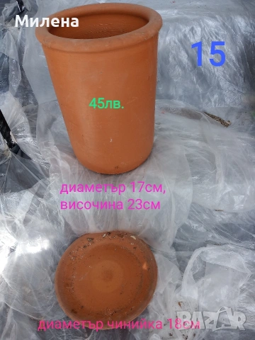 Саксии, снимка 14 - Саксии и кашпи - 53650030