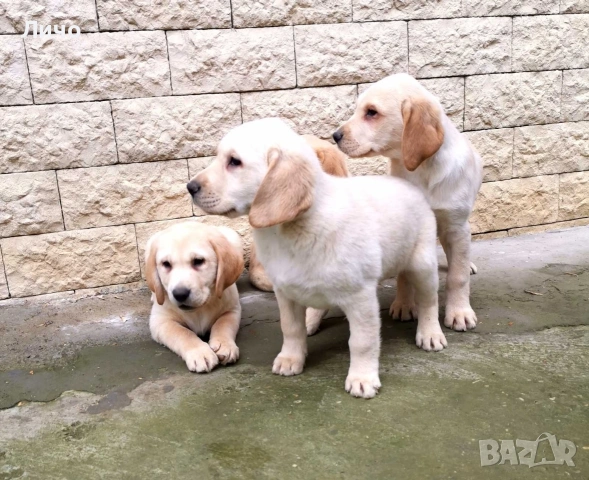 продавам лабрадори , снимка 7 - Лабрадор ретривър - 53054201