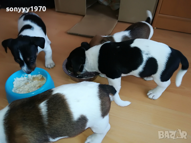 джак ЖЕНСКО КУТРЕ 11 МЕСЕЦА 2803221715, снимка 16 - Джак ръсел териер - 36259606