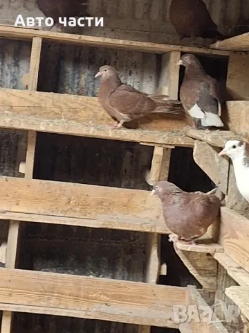 пазарджишки високолетачи гълаби те са стар ДЖИНС , снимка 14 - Гълъби - 48211259