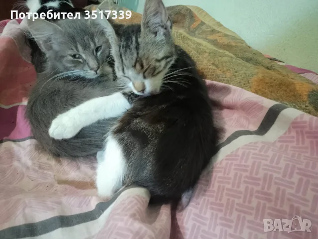 подарявам малки котенца, снимка 11 - Други - 55280636