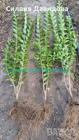 Лигуструм 0.30е гол корен за жив плет