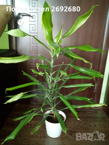 Палма драцена фраганс/височина - 110см., снимка 6 - Стайни растения - 47385426