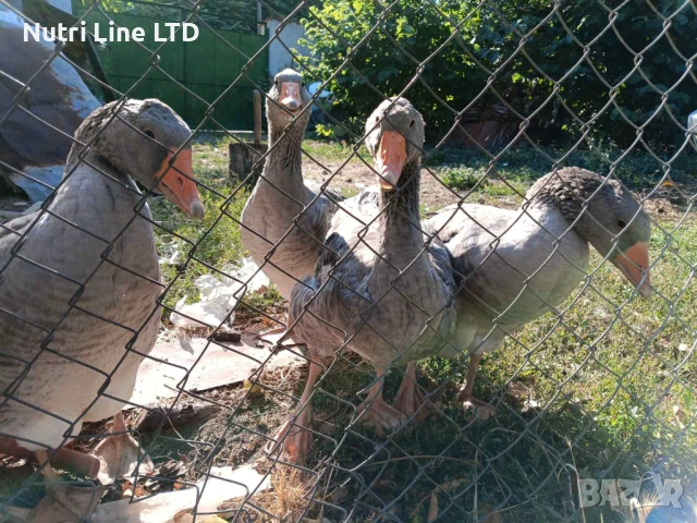 Домашни гъски, снимка 4 - Патици и гъски - 51268817