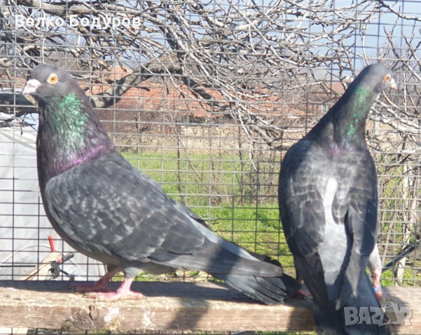 Пазарджишки високо летци. , снимка 6 - Гълъби - 52265511