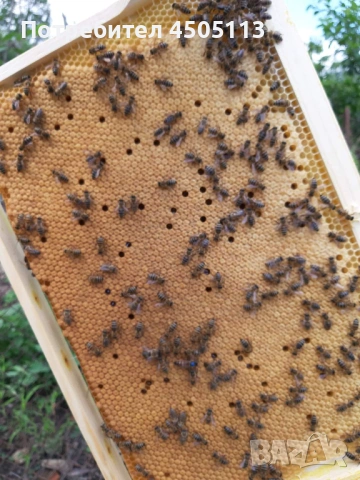 Пчелни семейства и одводки на 4 рамки, снимка 3 - За пчели - 53810129