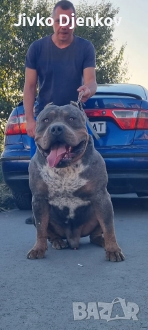 Американско були / American bully XL , снимка 13 - Други - 52453803
