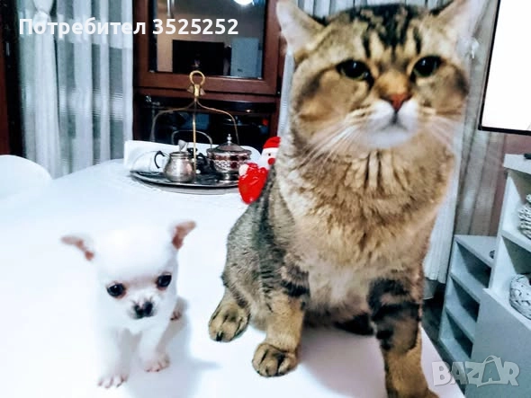 ПРОДАВАМ ЧИХУАХУА - МИНИ  МОМЧЕНЦЕ НА 2 М. , снимка 5 - Чихуахуа - 52796960