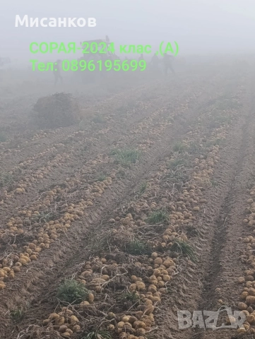 Семена картофи.