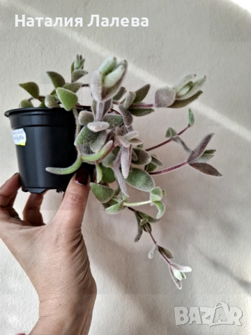 Каланхое, kalanchoe eriophylla, снимка 4 - Стайни растения - 53702290