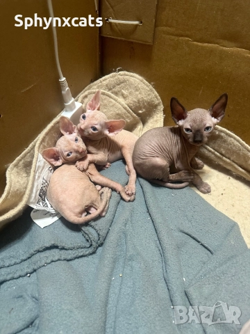 Котенца момичета и момчета канадски сфинкс