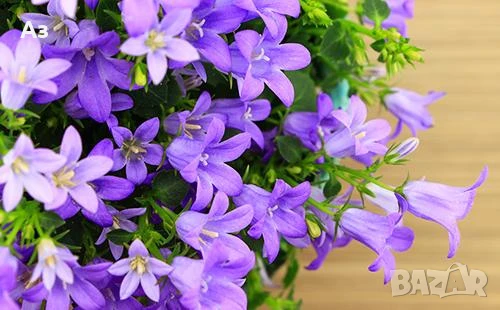Продавам есенен разсад на Кампанула – синя и бяла, снимка 13 - Разсади - 50508983