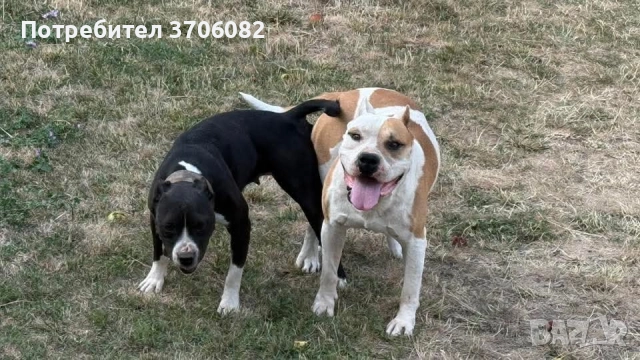 Продавам Стафове женски с първа ваксина и паспорт , снимка 5 - Американски стафордширски териер - 52615375